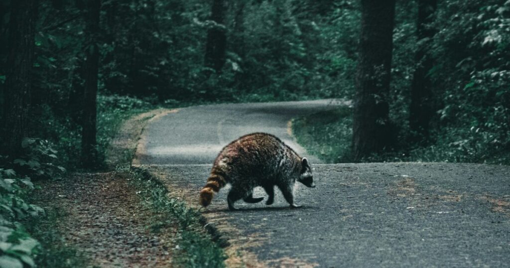 薄暗い森の道を横断しているタヌキのような小動物